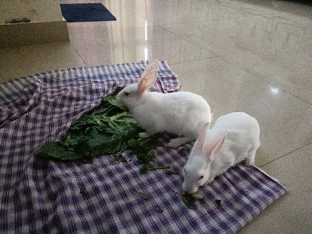 40 days old Rabbits for adoption