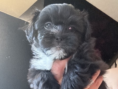 Yorkshire Terrier – shorkies – Bronx County