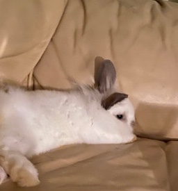 Bunny needs new home