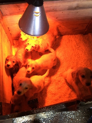 English Cocker Spaniel – cocker spaniel puppies for sale