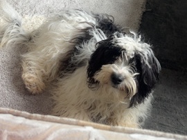 Bichon Frise – Jackie-Bichon – Middlesbrough