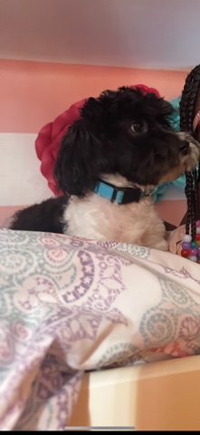 8 Month old shizu poodle (male)