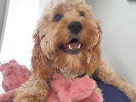 Image of Cavapoo