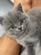 British Shorthair - 2 British blue kittens available for adoption in Leicester