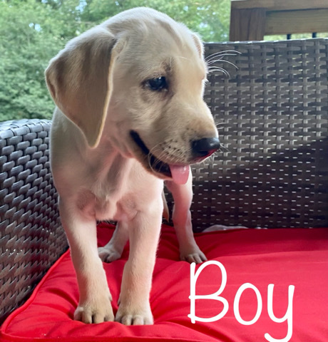 Labrador Retriever – lab puppies