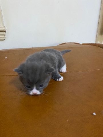 British Shorthair – sell