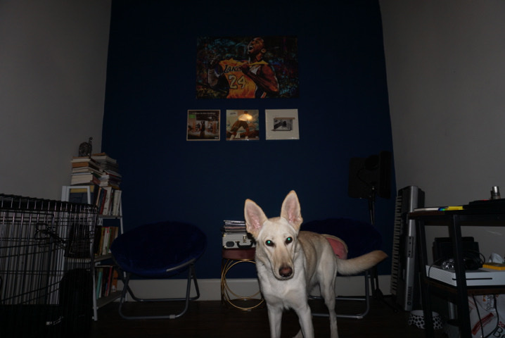 White Shepherd – Rehome Kiba