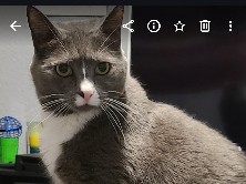 Friendly Adult Cat for Rehoming in Hawthorne – 8 Years Old – Hawthorne