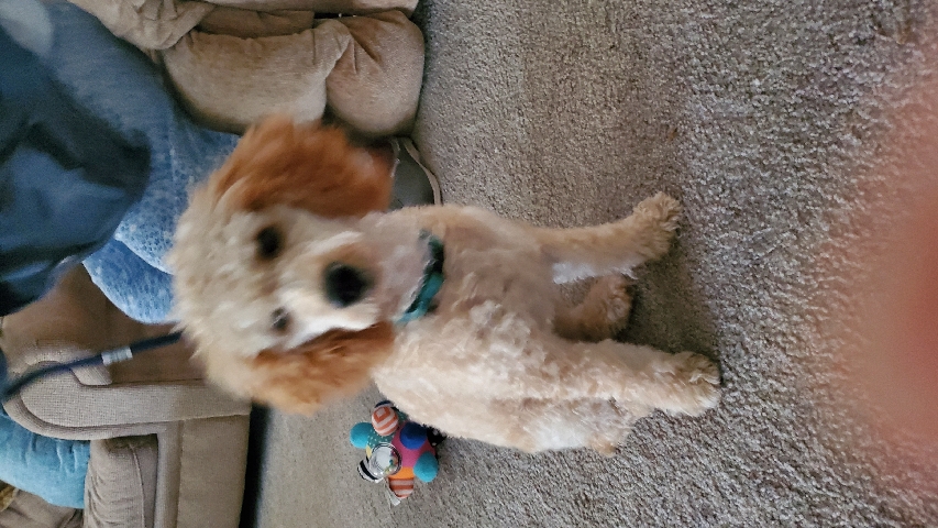 Poodle – Mini Goldendoodle