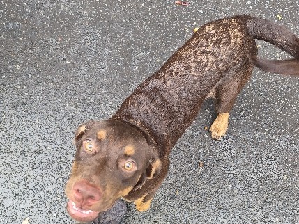Mixed Breed – bonded pair – Lincolnton