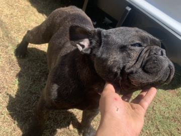Bouvier des Flandres – frenchie – Phoenix