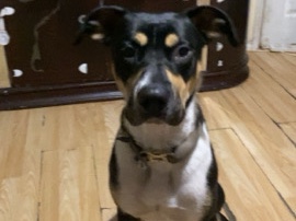 Mixed Breed – sirus – Woking