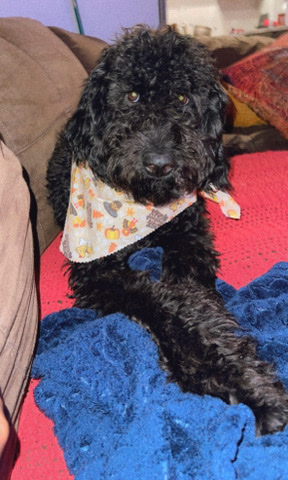 Black Goldendoodle