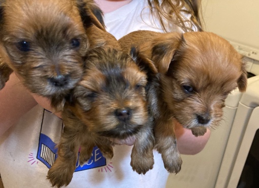 Shih Tzu – Yorkie shih tzu puppies for sale