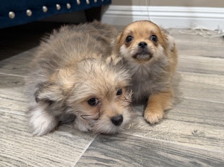 Pomeranian – Pomeranian – San Diego