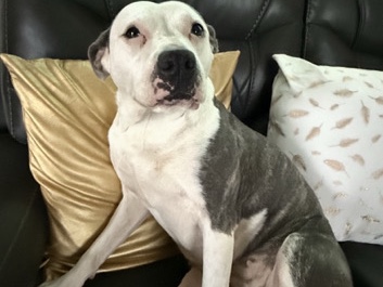 American Pit Bull Terrier – Sasha - Female American pit bull terrier – Orlando