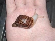 Giant African Land Snail – albino giant African land snails – Buckinghamshire