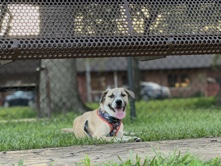 Labrador Retriever – Noah – New Lenox