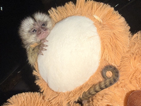 Marmoset – Marmoset – Brooksville