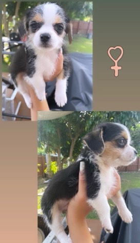 Chihuahua – Malchi Puppies