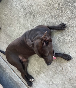 American Pit Bull Terrier – rehoming 2 pit bulls