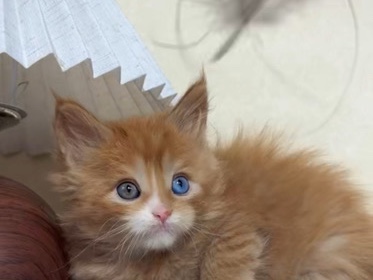 Maine Coon – 緬因紅虎斑異瞳 Heterochromia Tabby Maine **** – 流浮山