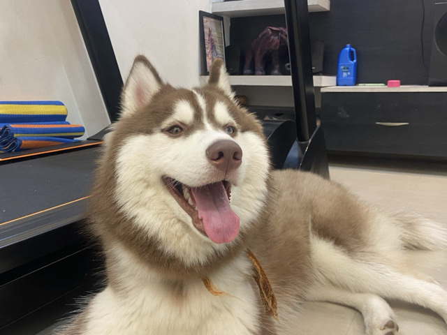 Siberian Husky – Brown Husky – Hyderabad
