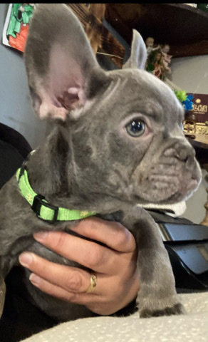 French Bulldog – frenchie 3 months