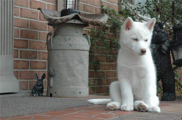 Siberian Husky – Siberian husky puppies in need of new homes