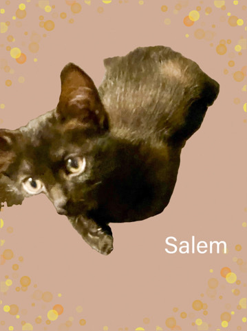 Bombay – This shy handsome kitten needs a forever home