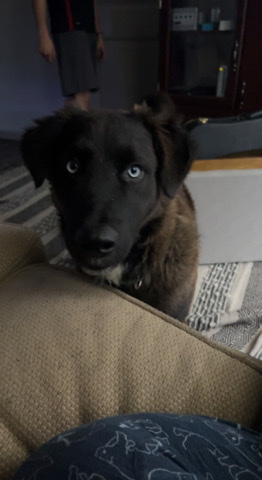 Australian Shepherd – 1 year old puppy looking for new home