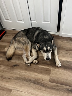 Labrador Husky – Husky