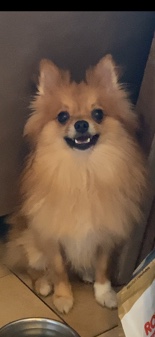 Pomeranian – Selling Pomenarian