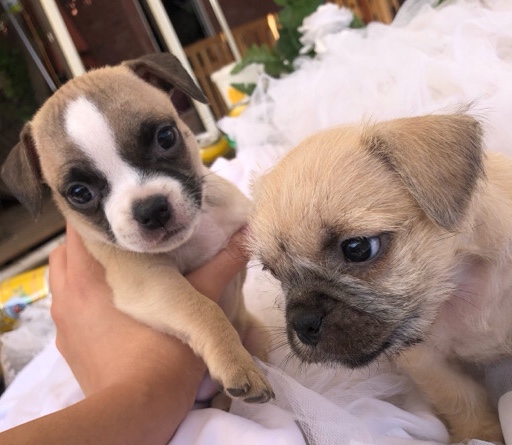 Pug – Pug mix puppies