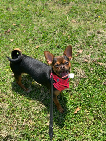 Chihuahua – Kendal Is Looking For A New Home