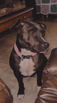 American Pit Bull Terrier – rehome
