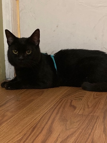 rehoming male cat