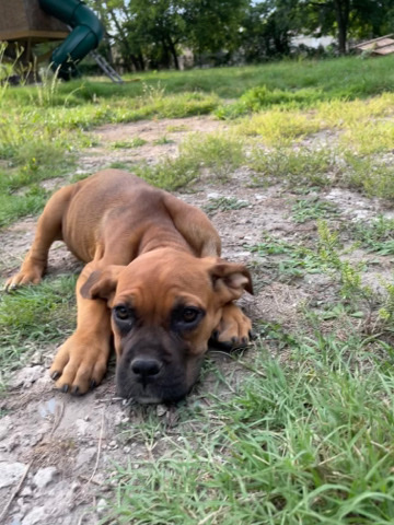Cane Corso – Teufelshunde cane corso