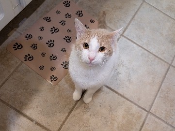American Shorthair – Benny – Allen