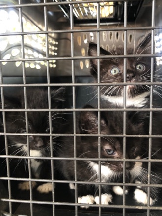 Free kittens