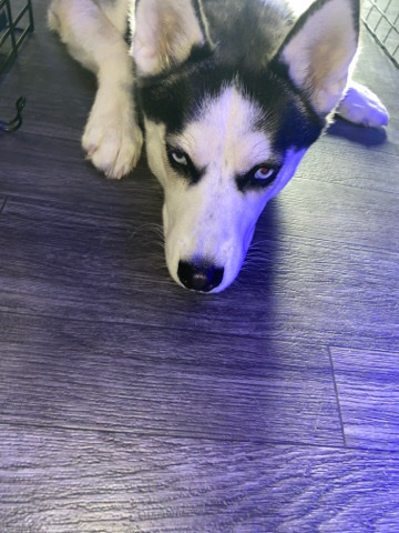 Siberian Husky – Husky For Sale