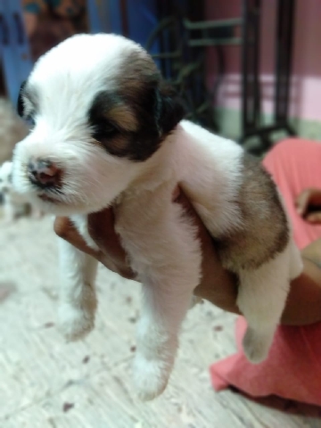 Lhasa Apso – lhasa apso puppies for sale