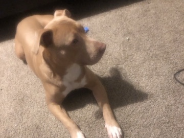 American Pit Bull Terrier – looking for a home