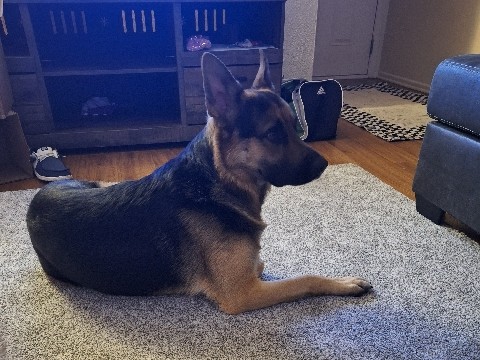 German Shepherd – mando great boyo just cant take care of him right now – Fort Mohave