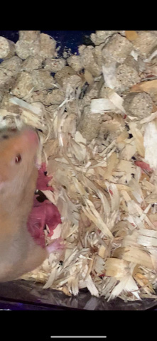 Any – hamsters
