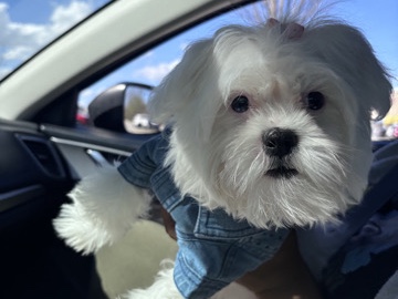 Shih Tzu – Shihpoo – Denver