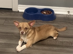 Chihuahua – Chihuahua Shit Tzu – Fontana