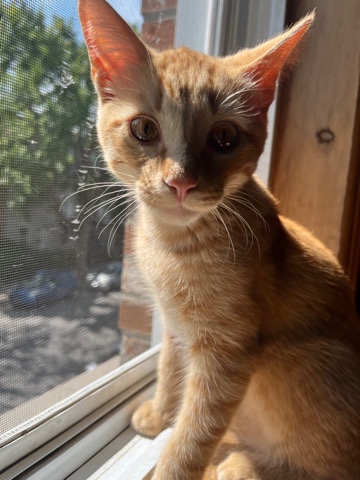 Kitten for sale!