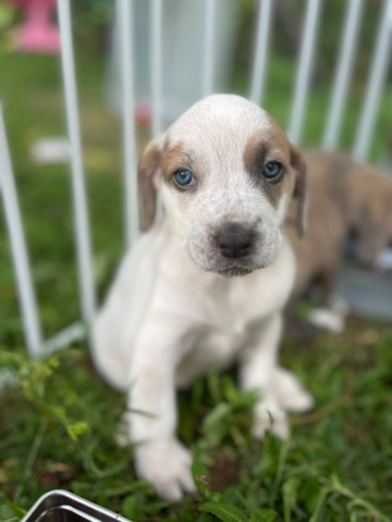 Black and Tan Coonhound – mix puppies