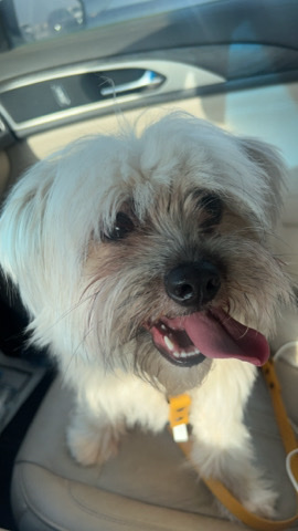 Female Maltese